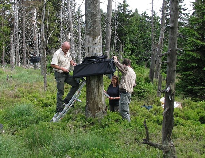 Am Bruchberg (Foto: Nationalpark Harz)