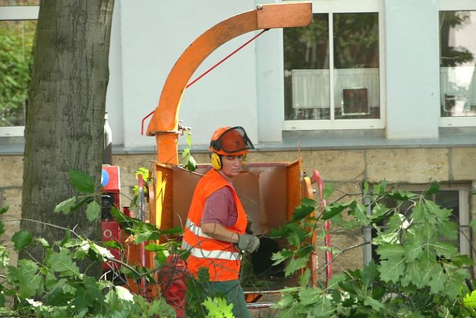 Baumkronen werden ausgelichtet (Foto: nnz) Baumkronen werden ausgelichtet (Foto: nnz)
