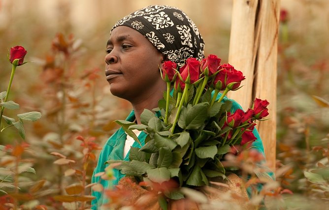 Faire Blumen (Foto: J. Piper)
