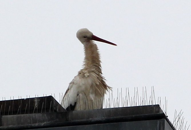 Er sollte krank sein... (Foto: nnz) Er sollte krank sein... (Foto: nnz)