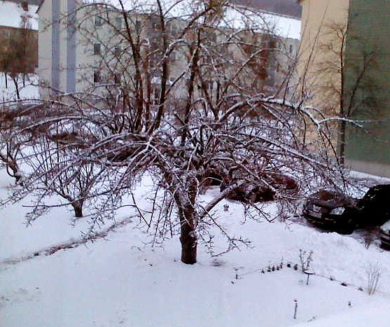 Wo bleibt der Frühling? (Foto: S. Kaufhold) Wo bleibt der Frühling? (Foto: S. Kaufhold)