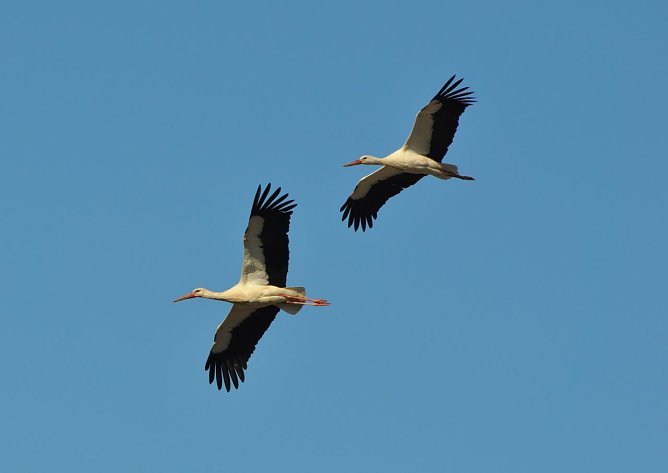 Storchenpaar im Anflug (Foto: K. Schmidt)