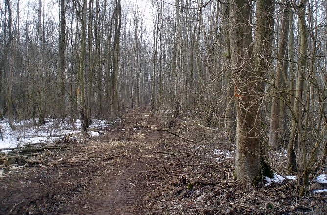 Holzernte am Nonnenteich (Foto: Klaus-W. Brüggemann) Holzernte am Nonnenteich (Foto: Klaus-W. Brüggemann)