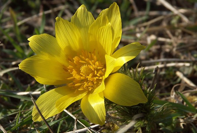 Frühlingsadonisröschen (Foto: Jürgen Steimecke) Frühlingsadonisröschen (Foto: Jürgen Steimecke)