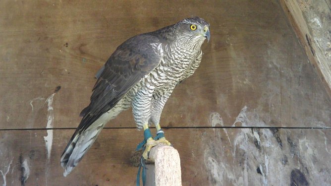 Habicht ist auch bedroht (Foto: B. Schwarzberg) Habicht ist auch bedroht (Foto: B. Schwarzberg)