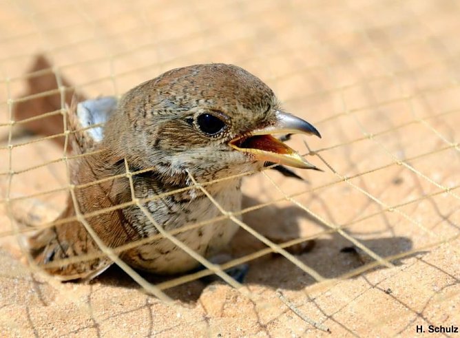 Vogelmord (Foto: NABU/Schulz)