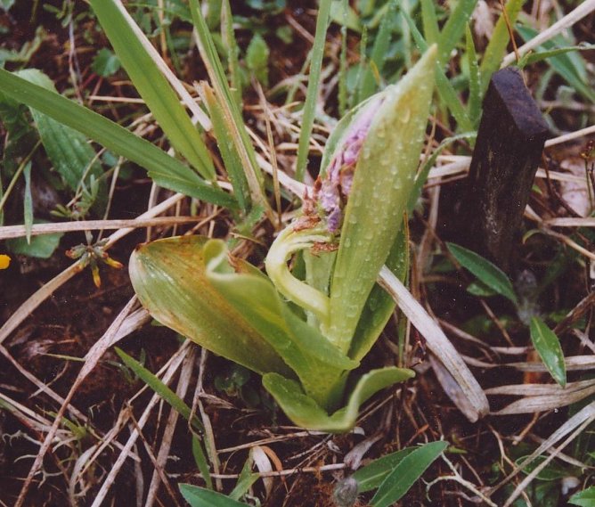 Sch&auml;den durch Trockenheit (Foto: B. Schwarzberg)