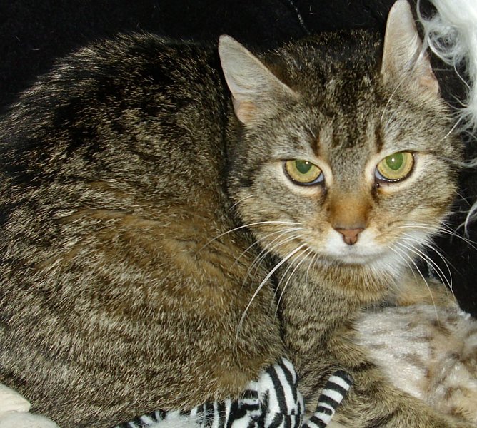 Auguste (Foto: C. Knust) Auguste (Foto: C. Knust)