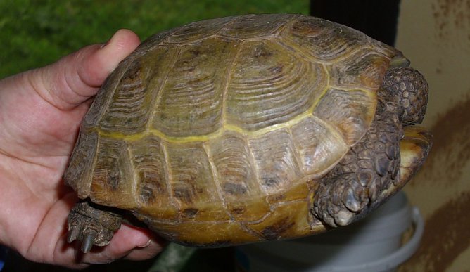 Besitzer gesucht (Foto: C. Knust) Besitzer gesucht (Foto: C. Knust)