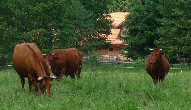 Harzer Rotvieh (Foto: Irmtraud Theel )