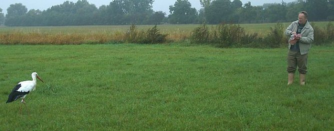 Storchenfütterung in Görsbach (Foto: Gemeinde) Storchenfütterung in Görsbach (Foto: Gemeinde)