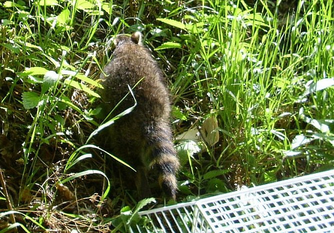 Entwischt (Foto: C. Knust) Entwischt (Foto: C. Knust)