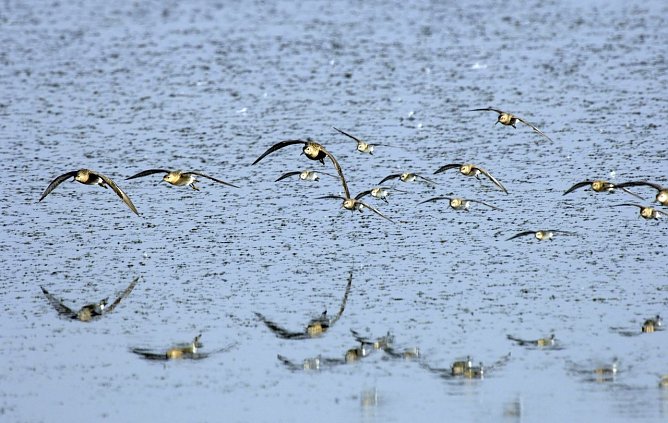 Kampfläufer (Foto: Tom Dove) Kampfläufer (Foto: Tom Dove)
