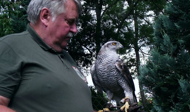 Falkner in Ellrich (Foto: Kurt Frank) Falkner in Ellrich (Foto: Kurt Frank)