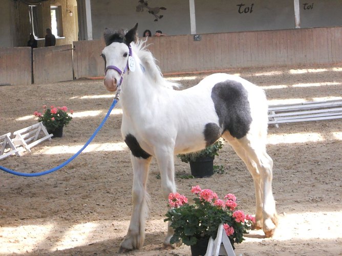 Zu sehen in Wollersleben (Foto: privat)