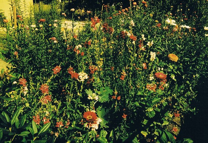 Es blüht (Foto: Archiv Kneffel) Es blüht (Foto: Archiv Kneffel)