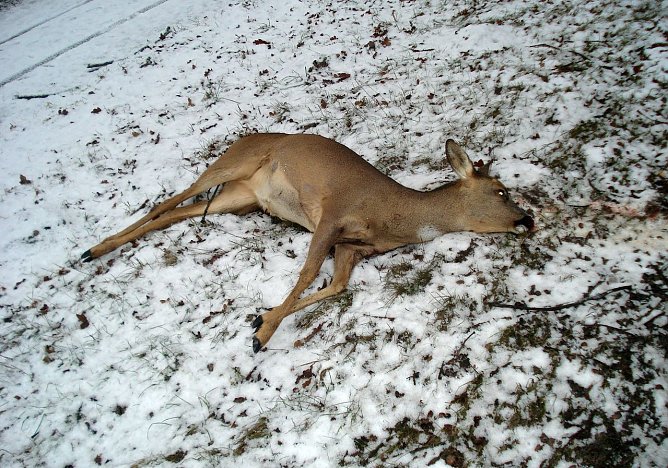 Das Ende eines Wildwechsels (Foto: privat) Das Ende eines Wildwechsels (Foto: privat)