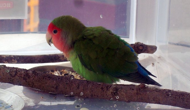 Zugeflogen (Foto: privat) Zugeflogen (Foto: privat)