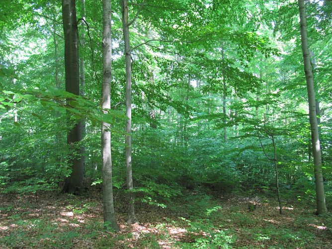 Plenterwald in der Hainleite (Foto: S. Gro&szlig;er)