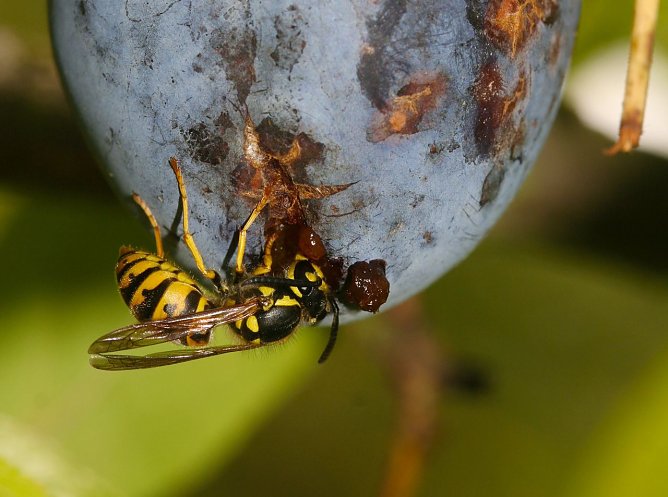 Wespe (Foto: Helge May) Wespe (Foto: Helge May)