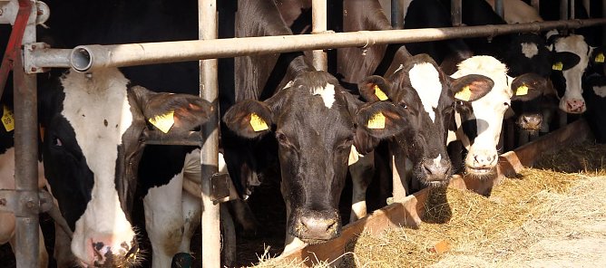 Vorbildliche Tierhaltung (Foto: nnz)