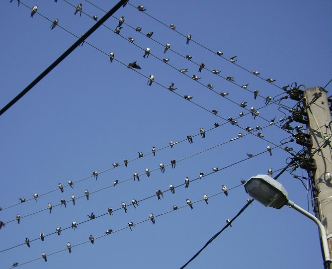 Schwalben (Foto: Stang) Schwalben (Foto: Stang)