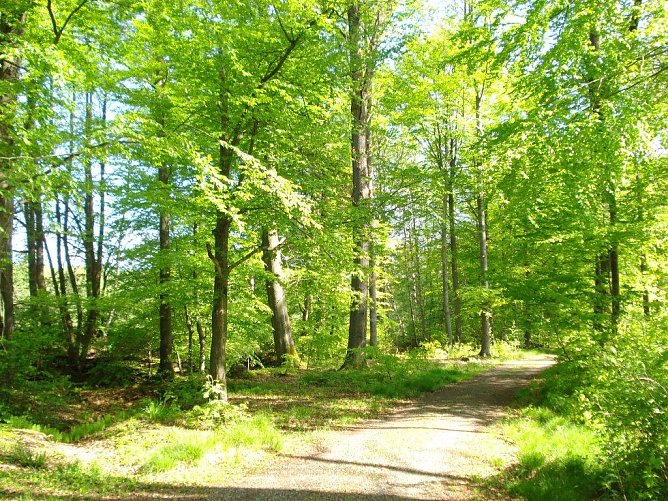 Friedwald Bad Sachsa (Foto: privat) Friedwald Bad Sachsa (Foto: privat)