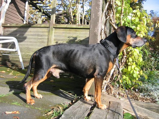 Sucht Besitzer (Foto: Fremdling)