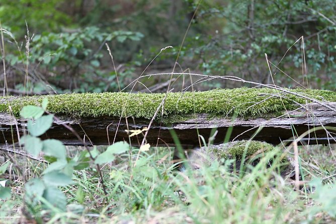 Am Braunsteinhaus (Foto: nnz) Am Braunsteinhaus (Foto: nnz)