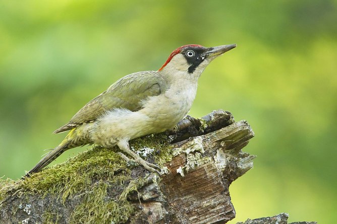 Grünspecht (Foto: NABU/Rosl Rössner) Grünspecht (Foto: NABU/Rosl Rössner)