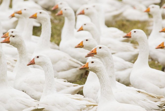 Lebens gerupft (Foto: Stiftung Warentest)