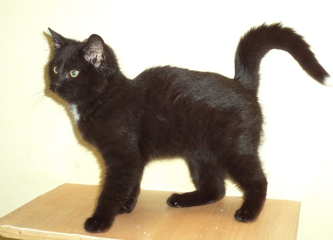 Zorgi (Foto: C. Knust)