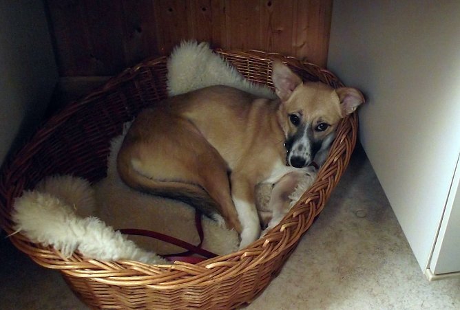 Gerettet (Foto: K. Frank)