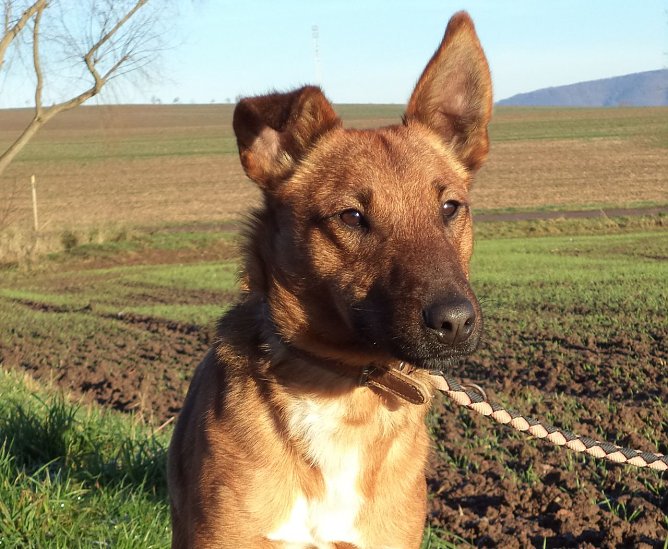 Willi (Foto: C. Knust)