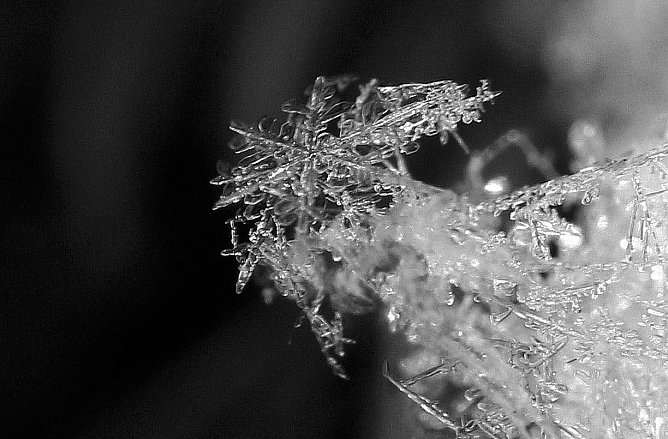 Schneekristall (Foto: Berti Voigt)