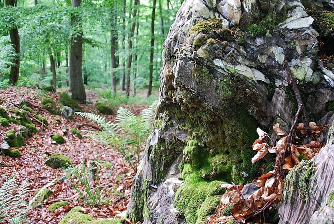 Gipskarst im Alten Stolberg (Foto: BUND) Gipskarst im Alten Stolberg (Foto: BUND)
