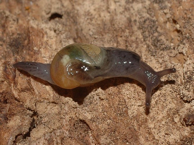 Glasschnecke (Foto: Walter Wimmer) Glasschnecke (Foto: Walter Wimmer)