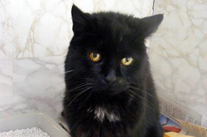 Besitzer gesucht (Foto: C. Knust) Besitzer gesucht (Foto: C. Knust)