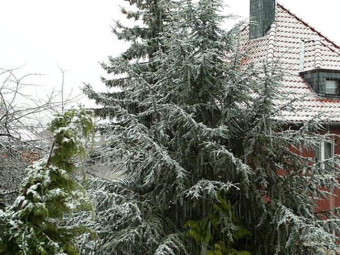 Der erste Schnee (Foto: nnz) Der erste Schnee (Foto: nnz)