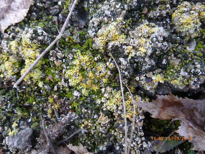 Wichtig f&uuml;r die Natur (Foto: Bodo Schwarzberg)
