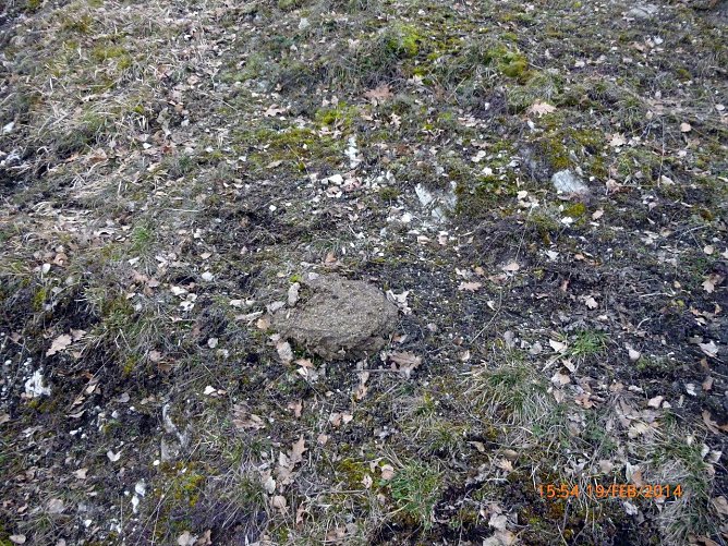 Kuhfladen (Foto: Bodo Schwarzberg)