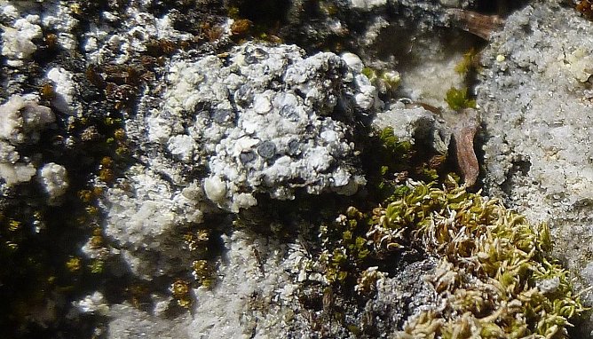 Vom Aussterbe bedroht (Foto: Bodo Schwarzberg)