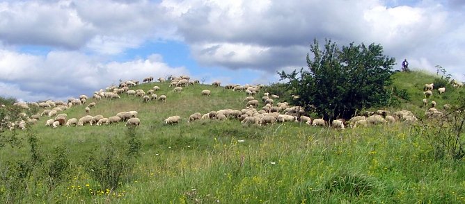 Schafe beim Weiden (Foto: Bodo Schwarzberg)