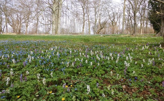 Nahrung für die Bienen (Foto: privat) Nahrung für die Bienen (Foto: privat)
