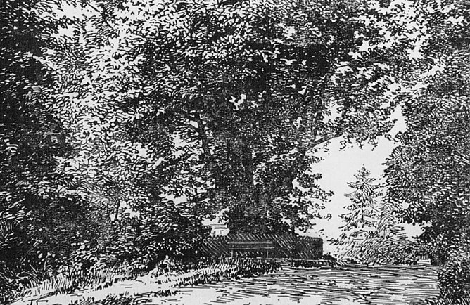 Merwigslinde in Nordhausen (Foto: Archiv Kneffel) Merwigslinde in Nordhausen (Foto: Archiv Kneffel)