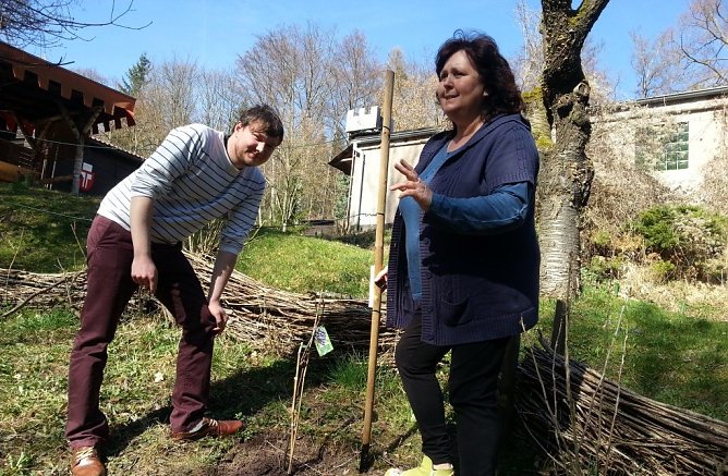 Weinstock gepflanzt (Foto: privat) Weinstock gepflanzt (Foto: privat)