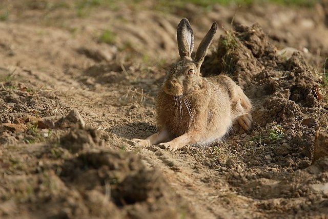 Feldhase (Foto: Deutsche Wildtier Stiftung T. Martin)