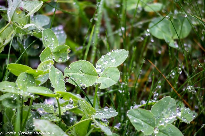 Gernot Thelemann (Foto: Gernot Thelemann)