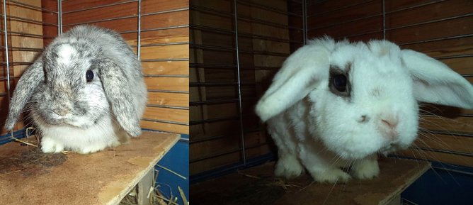 Stubsi und Merlin (Foto: C. Knust) Stubsi und Merlin (Foto: C. Knust)