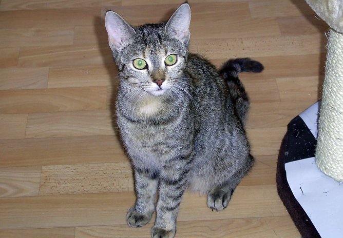 Mausi (Foto: C. Knust) Mausi (Foto: C. Knust)